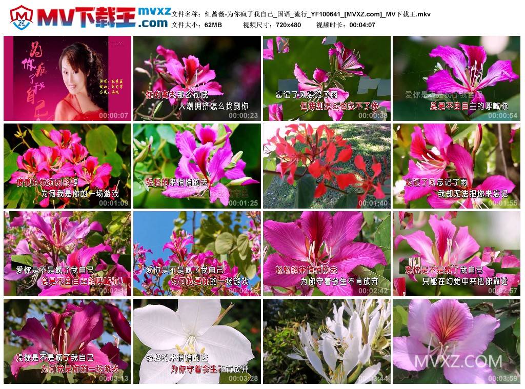 红蔷薇-为你疯了我自己_国语_流行_YF100641